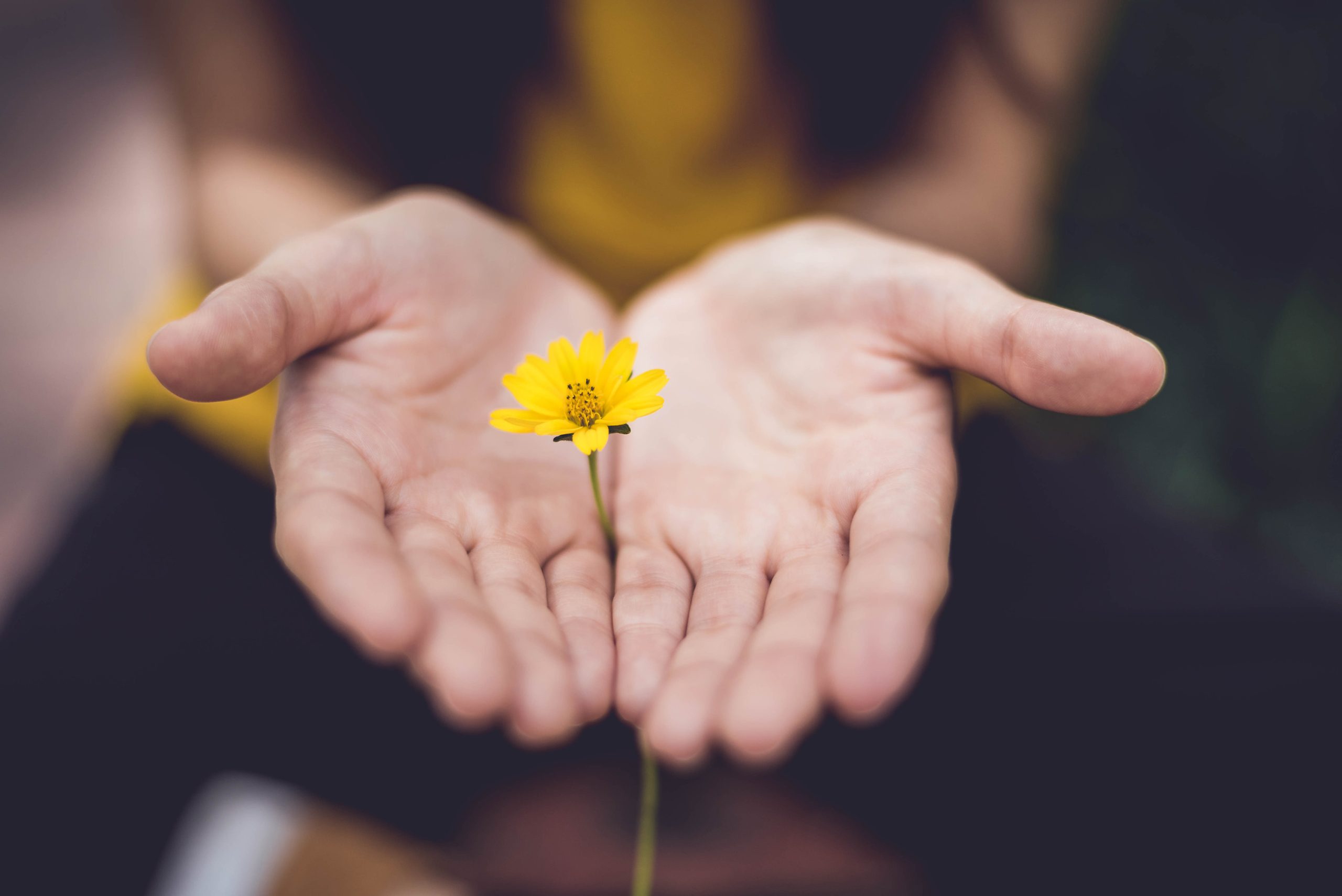 Hands offering a flower